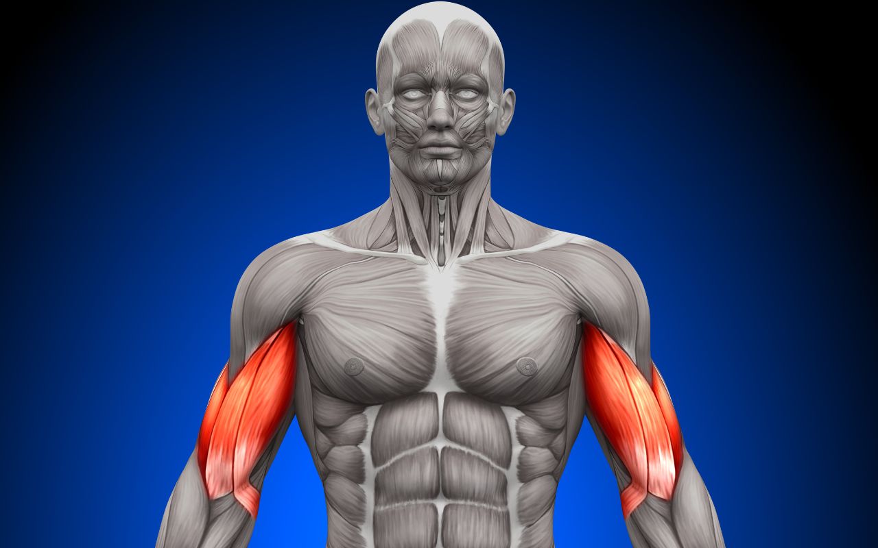 Anatomia dei bicipiti